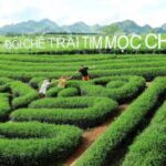 đồi chè trái tim