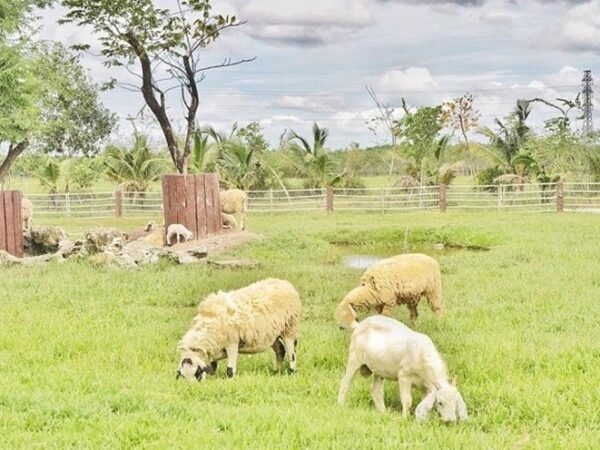 Kinh Nghiệm Di Chuyển Khi Du Lịch Đất Thép Farm 1 Ngày